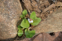 Lindernia viscosa